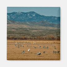El chillar y grúas de Sandhill Imán De Frigorífico