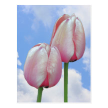 El cielo azul de los tulipanes rosados se nubla la