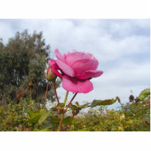 El cielo de las plantas de las flores de los rosas esculturas fotograficas