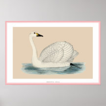 EL CISNE DE BEWICK POSTERS