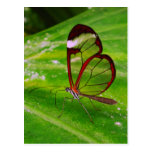 el clearwing postal
