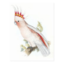El Cockatoo de Leadbeater de Edward Lear Postales
