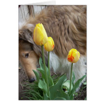 El collie y los tulipanes tarjeton