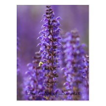 El color de la postal floral del verano