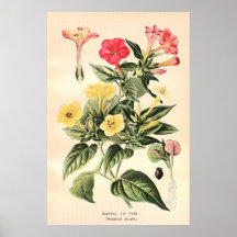 El color del siglo XIX antiguo florece litho Posters