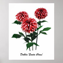 El COMENZAR DEBAJO de $20 - dalia 'Papá Noel Poster