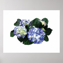 El COMENZAR DEBAJO de $20 - racimos de Hydrangea p Impresiones