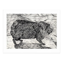 El cony, o Hyrax de roca sirio Postal