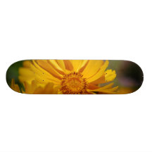 El Coreopsis bonito florece el monopatín