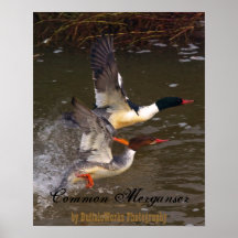 El despegue del pollo de agua posters