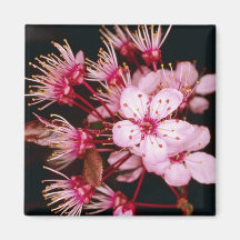 El detalle rojo del flor del árbol de ciruelo flor imán