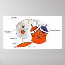 El diagrama del relajante muscular efectúa los esp poster