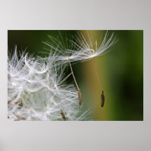 El diente de león siembra el poster