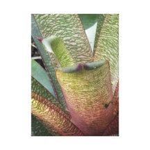 ¡El diseño de la naturaleza! Lona Envuelta Para Galerias