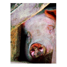 El dormir del cerdo tarjetas postales