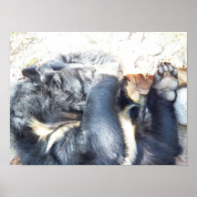 el dormir del oso negro posters