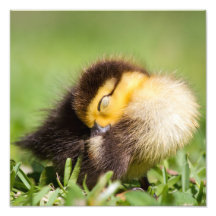 El dormir del pato del bebé impresiones fotograficas