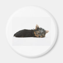 El dormir del perrito de Yorkie Imán Para Frigorifico