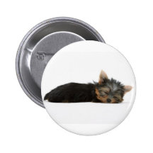 El dormir del perrito de Yorkie Pins