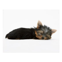 El dormir del perrito de Yorkie Postal