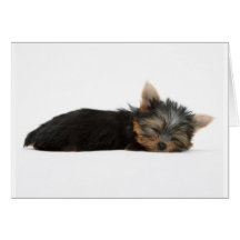 El dormir del perrito de Yorkie Tarjetas