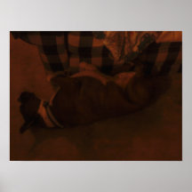 el dormir del perro extraño poster