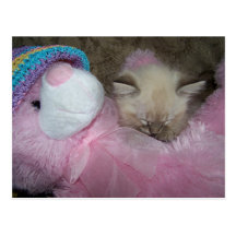 el dormir en peluche postales