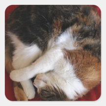 El dormir Kittty Pegatinas Cuadradases Personalizadas