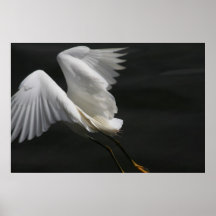 El Egret saca Posters