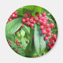 El escarlata Firethorn en valle cultiva un huerto  Imán Para Frigorifico