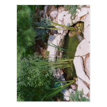 El estanque de peces… postal