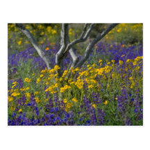 el estudio amarillo de la flor, Phoenix, Arizona f Tarjeta Postal