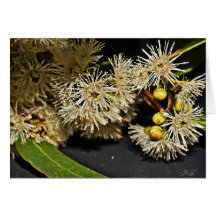 El eucalipto australiano florece la tarjeta en bla