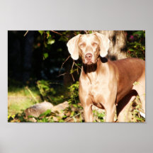 El fantasma gris - Weimaraner Impresiones