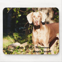 El fantasma gris - Weimaraner, jengibre… Tapete De Ratones
