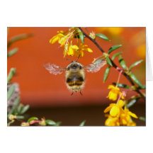 El felices manosean la abeja tarjetas