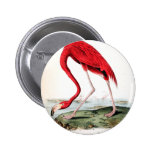 El flamenco rojo de Audubon Pins