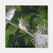 El Flycatcher de Traill con los jóvenes Iman