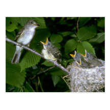 El Flycatcher de Traill con los jóvenes Postales
