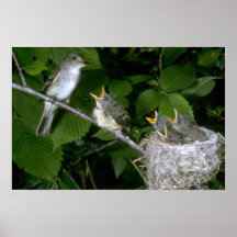 El Flycatcher de Traill con los jóvenes Posters