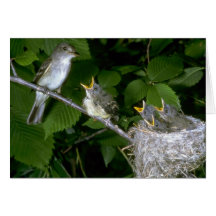 El Flycatcher de Traill con los jóvenes Felicitación