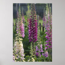 El Foxglove florece… el poster