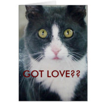 ¿El gatito feliz de la tarjeta del gato del el día