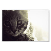 El gatito más dulce fotografía  