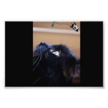 el gato negro del gatito quiere pescados del espac fotografia