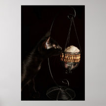 El gato negro huele la chinchilla del bebé posters