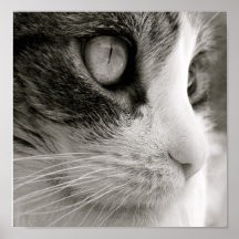 El gato poster