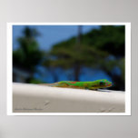 El Gecko bebe el agua Impresiones