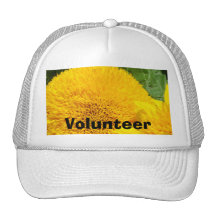 El girasol amarillo de los gorras voluntarios se d