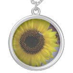El girasol manosea el collar de la abeja 02
